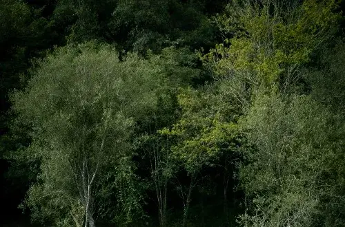 EcoCamping des Buis**