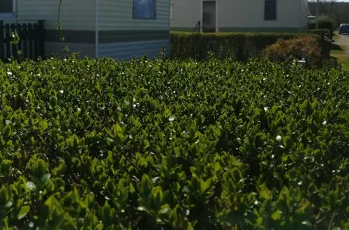 Camping Municipal La Sapinière