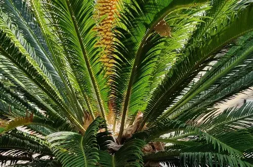 Camping ArgelèsSurMer Camping Au Flamenco