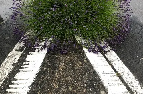 Camping Les Ollivaud