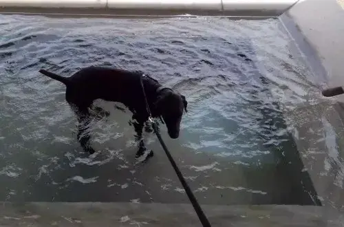 Bechet Patrick Guillaume