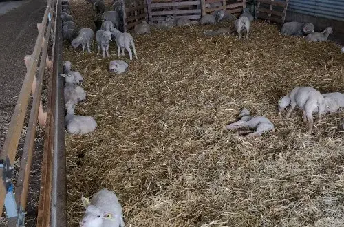 Etablissement Enseignement Agricole